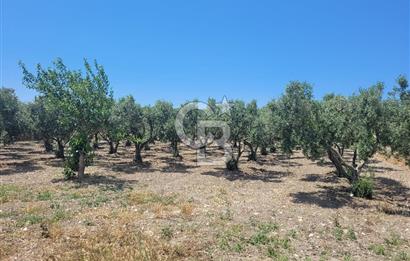 Foça Gerenköy'de Satılık Muhteşem Zeytinlik