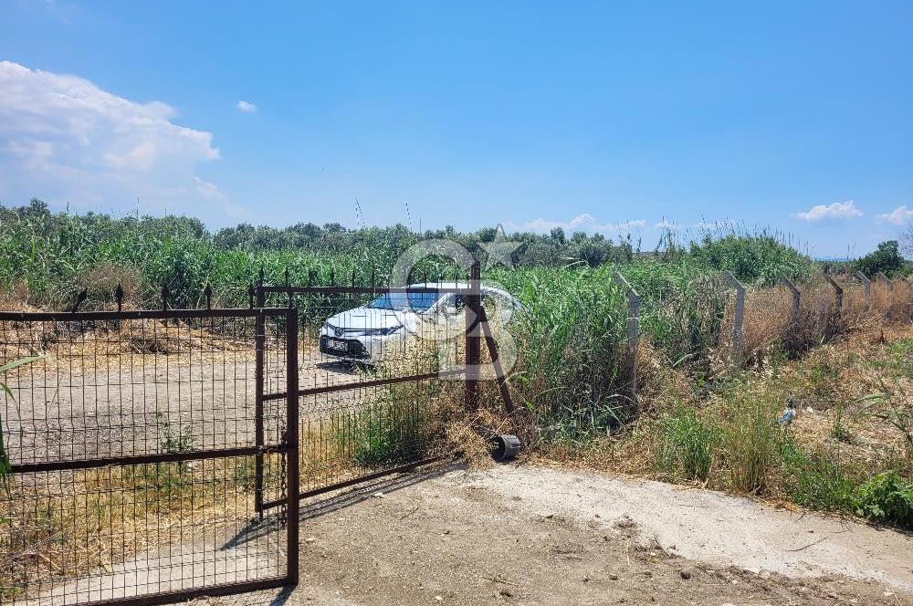 Foça Gerenköy'de Satılık Muhteşem Zeytinlik