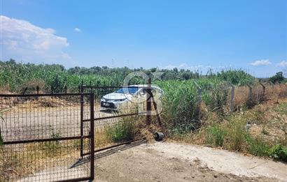 Foça Gerenköy'de Satılık Muhteşem Zeytinlik