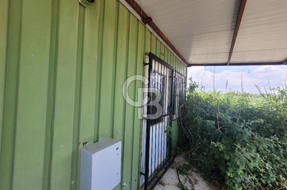 Foça Gerenköy'de Satılık Muhteşem Zeytinlik