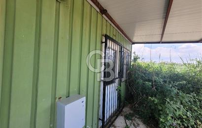 Foça Gerenköy'de Satılık Muhteşem Zeytinlik