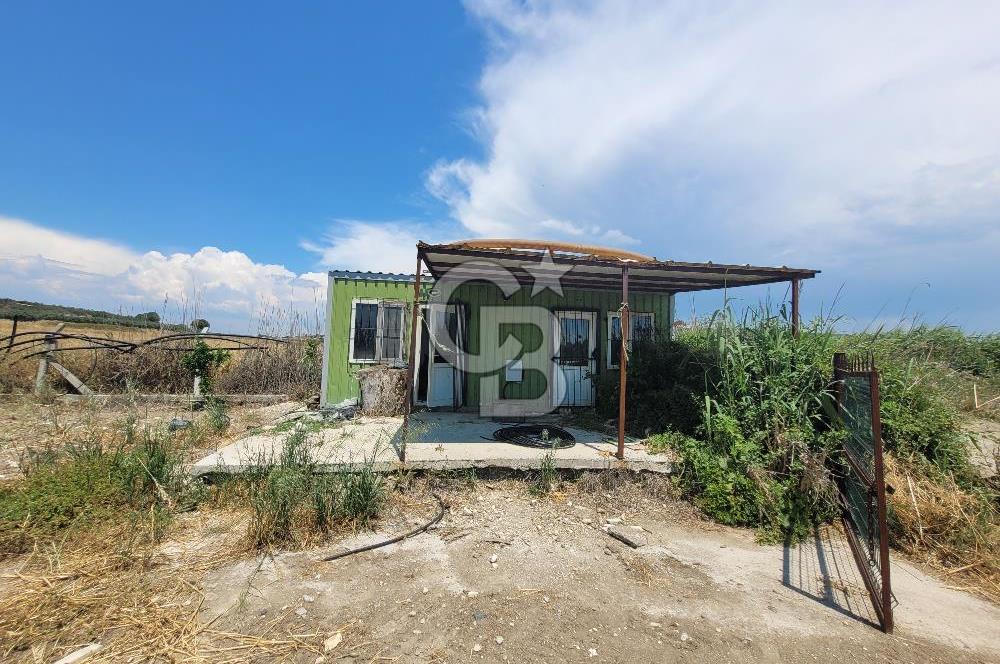 Foça Gerenköy'de Satılık Muhteşem Zeytinlik