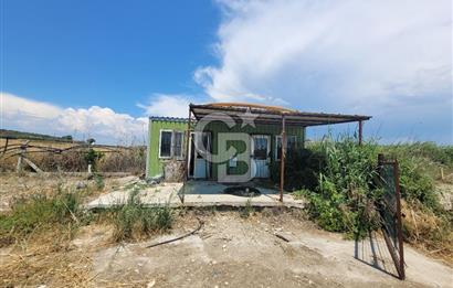 Foça Gerenköy'de Satılık Muhteşem Zeytinlik