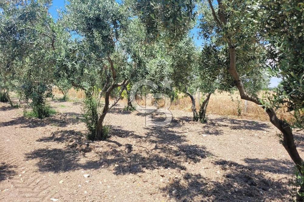 Foça Gerenköy'de Satılık Muhteşem Zeytinlik