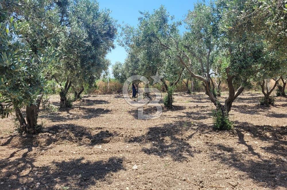 Foça Gerenköy'de Satılık Muhteşem Zeytinlik
