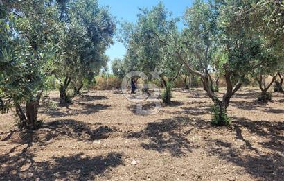 Foça Gerenköy'de Satılık Muhteşem Zeytinlik