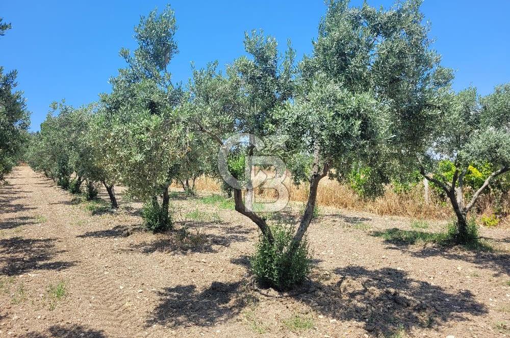 Foça Gerenköy'de Satılık Muhteşem Zeytinlik