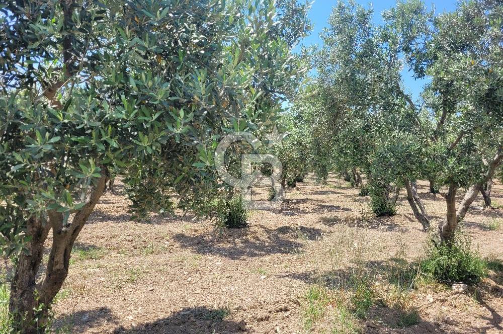 Foça Gerenköy'de Satılık Muhteşem Zeytinlik