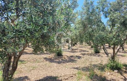 Foça Gerenköy'de Satılık Muhteşem Zeytinlik