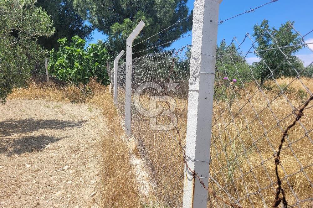 Foça Gerenköy'de Satılık Muhteşem Zeytinlik