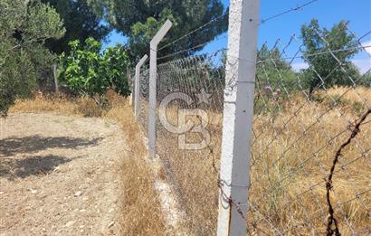 Foça Gerenköy'de Satılık Muhteşem Zeytinlik