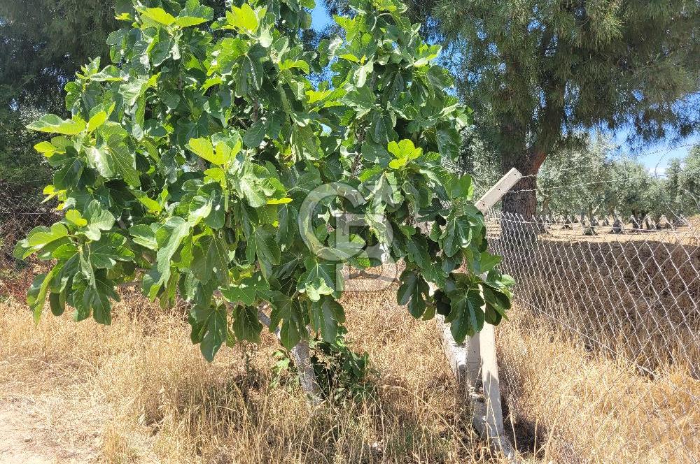 Foça Gerenköy'de Satılık Muhteşem Zeytinlik
