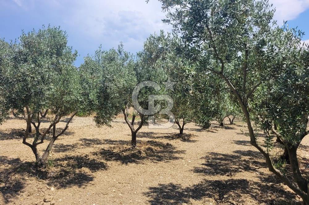 Foça Gerenköy'de Satılık Muhteşem Zeytinlik
