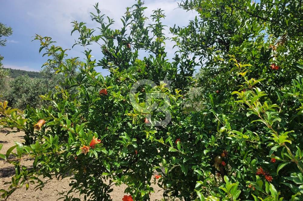 Foça Gerenköy'de Satılık Muhteşem Zeytinlik