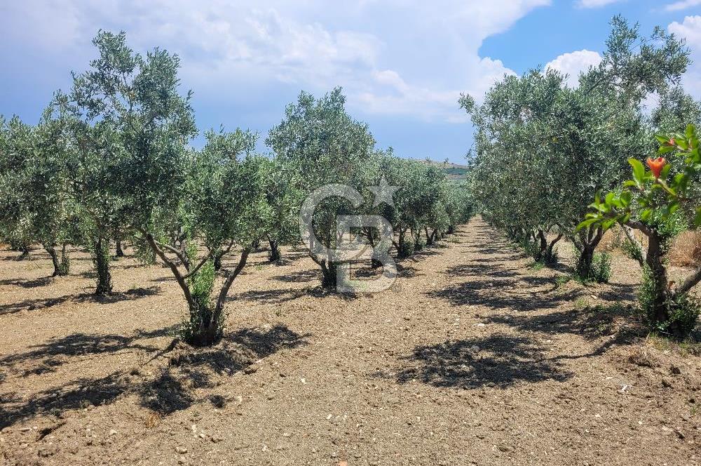 Foça Gerenköy'de Satılık Muhteşem Zeytinlik