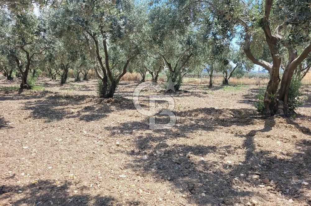 Foça Gerenköy'de Satılık Muhteşem Zeytinlik