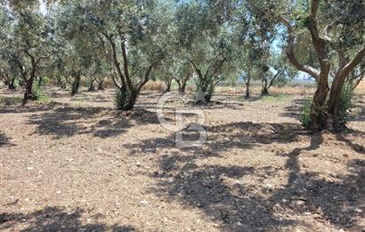 Foça Gerenköy'de Satılık Muhteşem Zeytinlik