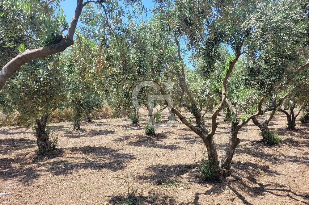Foça Gerenköy'de Satılık Muhteşem Zeytinlik