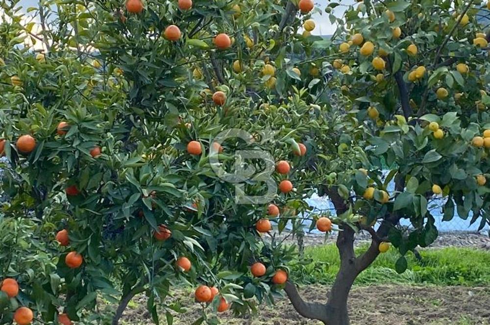 MENEMEN/SÜLEYMANLI'DA SATILIK YOLA SIFIR 2+1 BAHÇELİ BAĞ EVİ