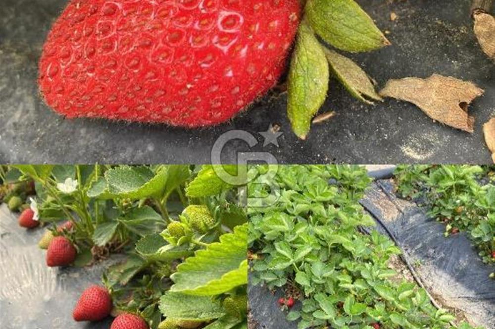 MENEMEN/SÜLEYMANLI'DA SATILIK YOLA SIFIR 2+1 BAHÇELİ BAĞ EVİ