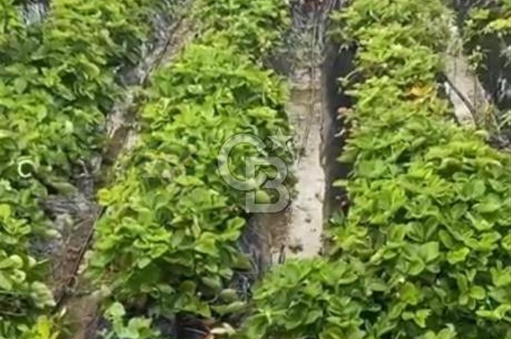 MENEMEN/SÜLEYMANLI'DA SATILIK YOLA SIFIR 2+1 BAHÇELİ BAĞ EVİ