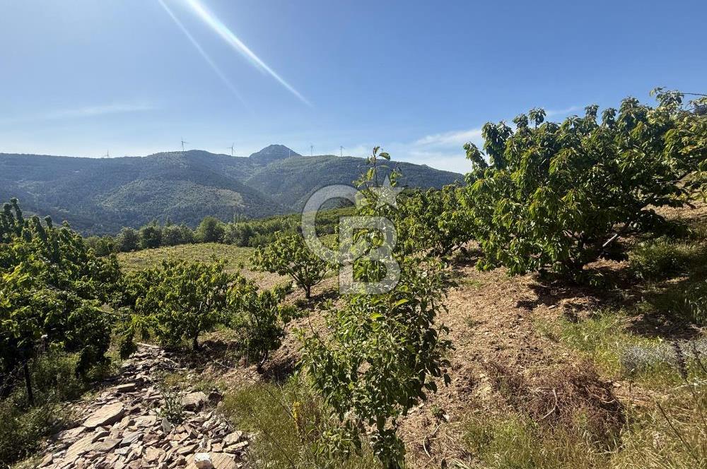 Kemalpaşa Bayramlı Mah 2368 m2 Satılık Bağ
