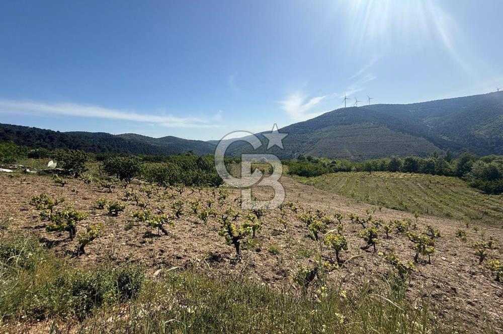 Kemalpaşa Bayramlı Mah 2368 m2 Satılık Bağ