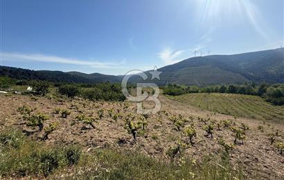 Kemalpaşa Bayramlı Mah 2368 m2 Satılık Bağ