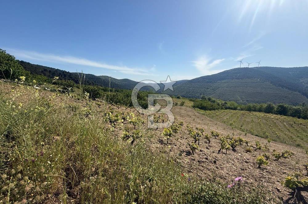 Kemalpaşa Bayramlı Mah 2368 m2 Satılık Bağ