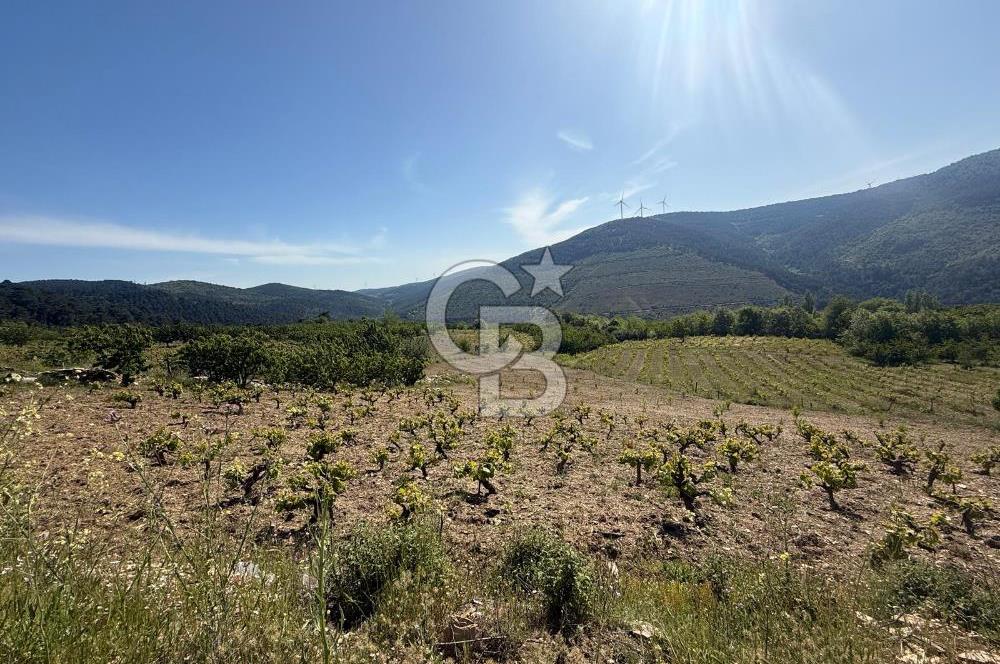 Kemalpaşa Bayramlı Mah 2368 m2 Satılık Bağ
