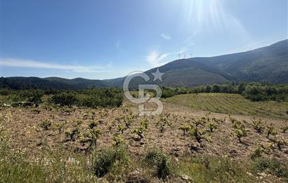 Kemalpaşa Bayramlı Mah 2368 m2 Satılık Bağ