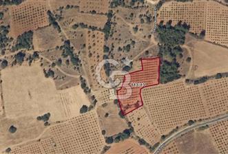 Bekilli Üçkuyu da Fırsat Satılık 3.192 M² Yetişkin Bağ