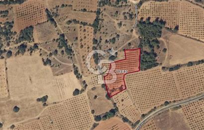 Bekilli Üçkuyu da Fırsat Satılık 3.192 M² Yetişkin Bağ