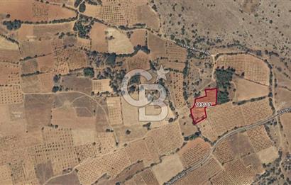Bekilli Üçkuyu da Fırsat Satılık 3.192 M² Yetişkin Bağ