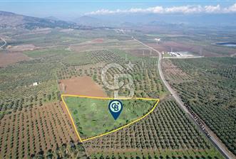 Dikili çandarlı yolunda 9809 m2 tarla 