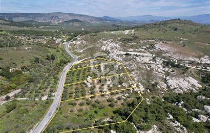 Dikili çandarlı yoluna sıfır 1419 m2 zeytinlik