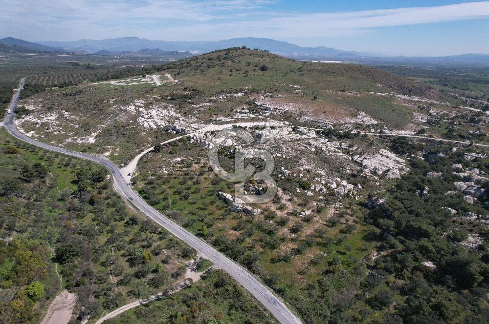 Dikili çandarlı yoluna sıfır 1419 m2 zeytinlik