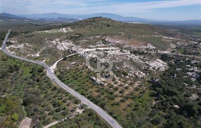 Dikili çandarlı yoluna sıfır 1419 m2 zeytinlik