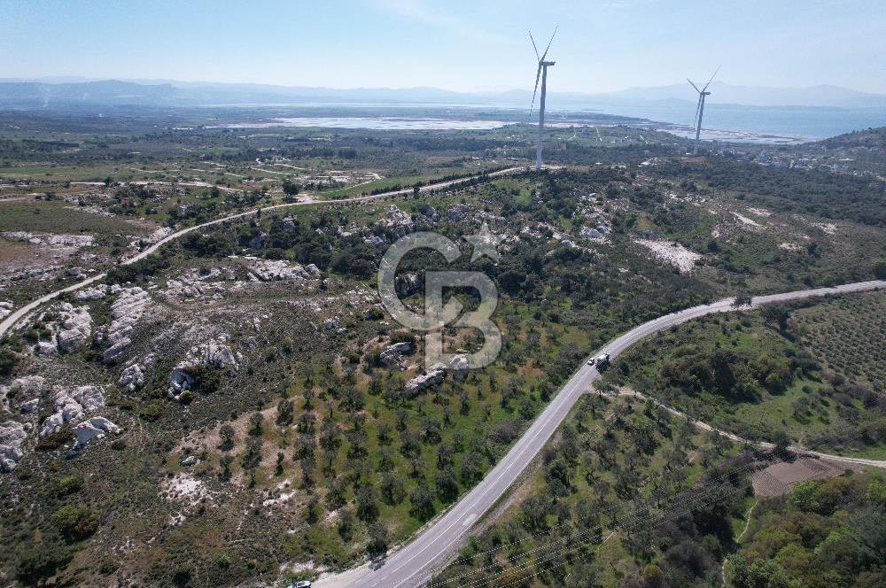 Dikili çandarlı yoluna sıfır 1419 m2 zeytinlik