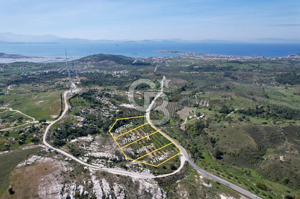 Dikili çandarlı yoluna sıfır 1419 m2 zeytinlik