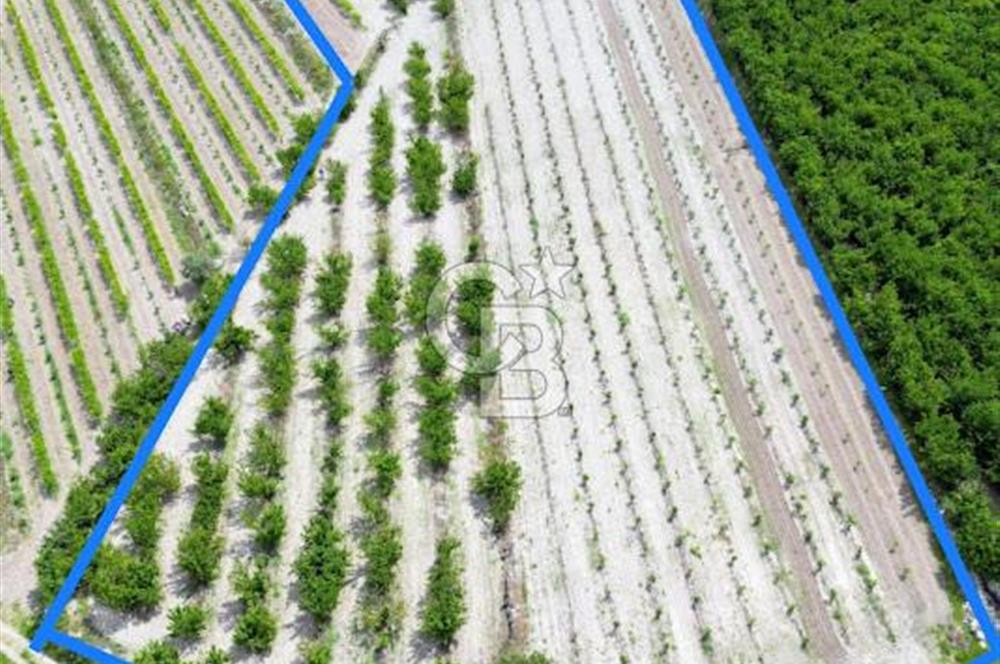 Honaz Menteşe'de 10,280 M² Müstakil Tapu Satılık Meyve Bahçesi