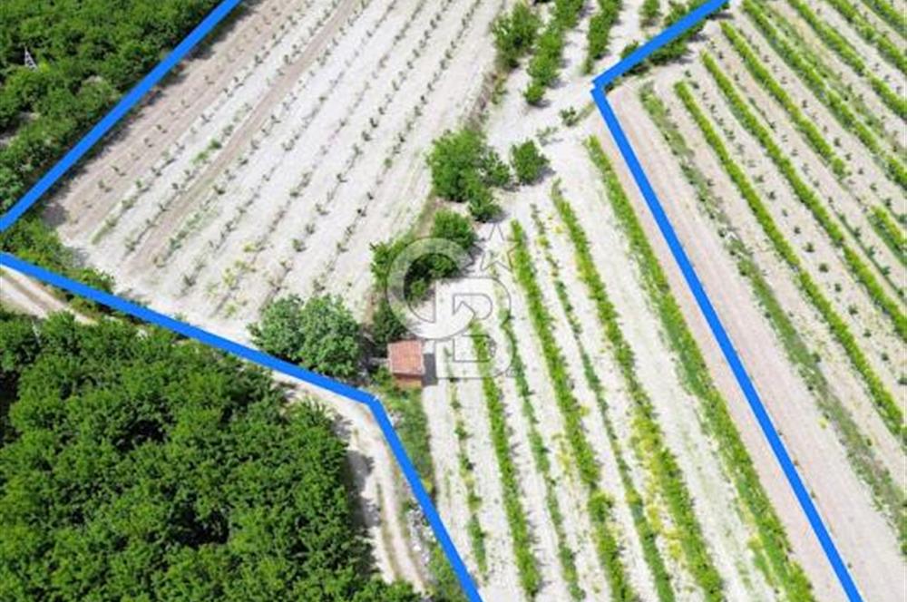 Honaz Menteşe'de 10,280 M² Müstakil Tapu Satılık Meyve Bahçesi