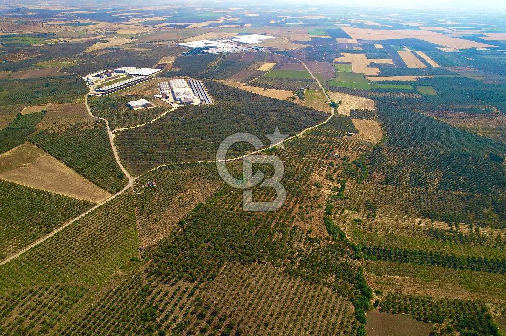 DİKİLİ ÇANDARLI 1.856 m2 SATILIK ZEYTİNLİK
