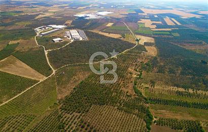 DİKİLİ ÇANDARLI 1.856 m2 SATILIK ZEYTİNLİK