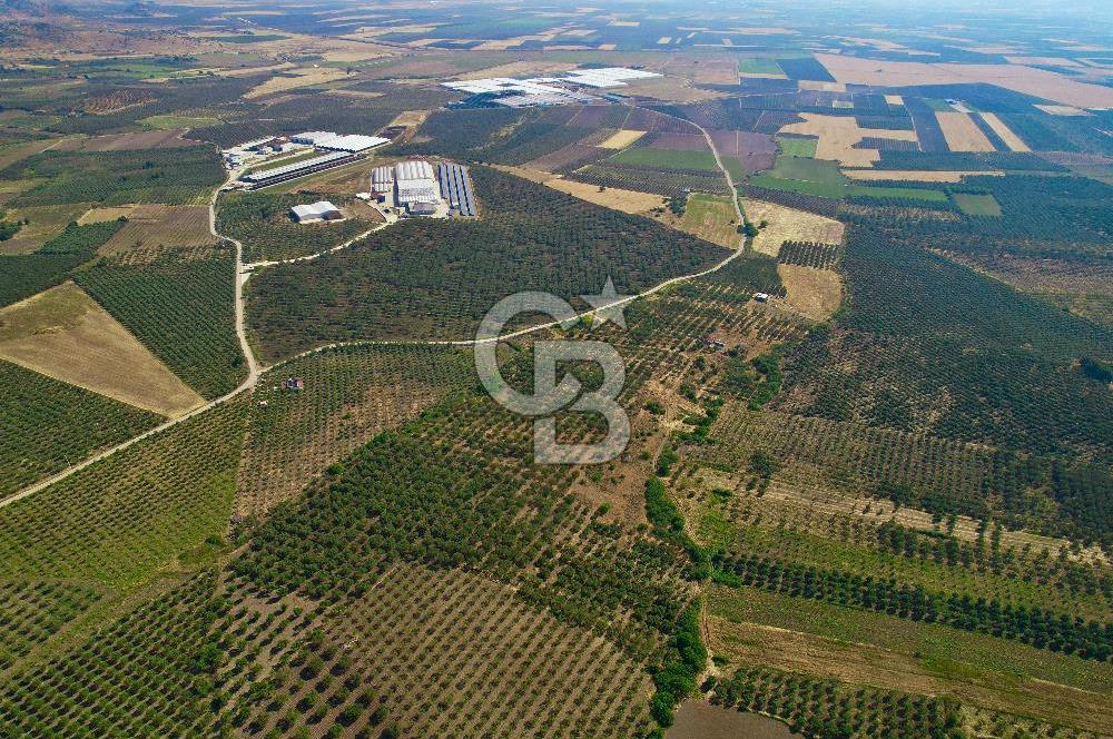 DİKİLİ ÇANDARLI 1.856 m2 SATILIK ZEYTİNLİK