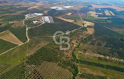 DİKİLİ ÇANDARLI 1.856 m2 SATILIK ZEYTİNLİK