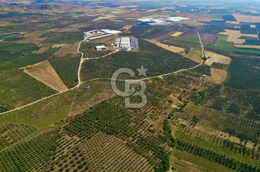 DİKİLİ ÇANDARLI 1.856 m2 SATILIK ZEYTİNLİK