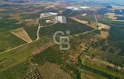 DİKİLİ ÇANDARLI 1.856 m2 SATILIK ZEYTİNLİK