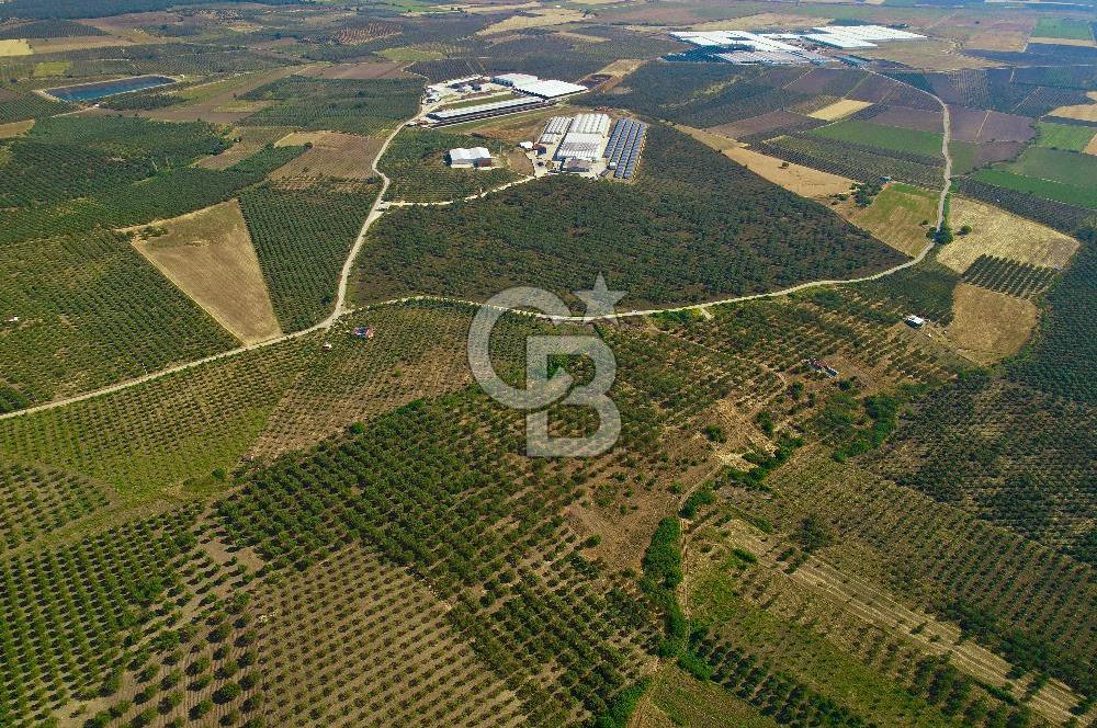 DİKİLİ ÇANDARLI’DA 3.712 m2 SATILIK ZEYTİNLİK