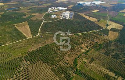 DİKİLİ ÇANDARLI’DA 3.712 m2 SATILIK ZEYTİNLİK